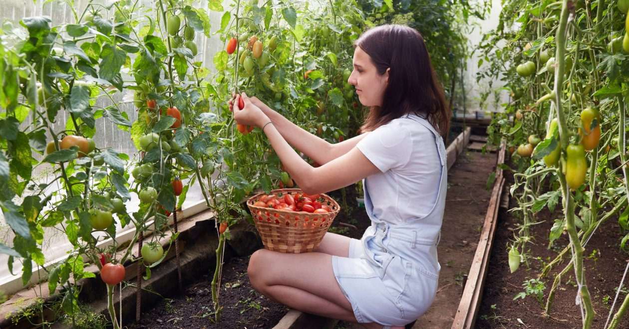 Eddig csak álmodozni mertél a bőséges paradicsomtermésről? Csináld ezeket, és érd el az álmod!