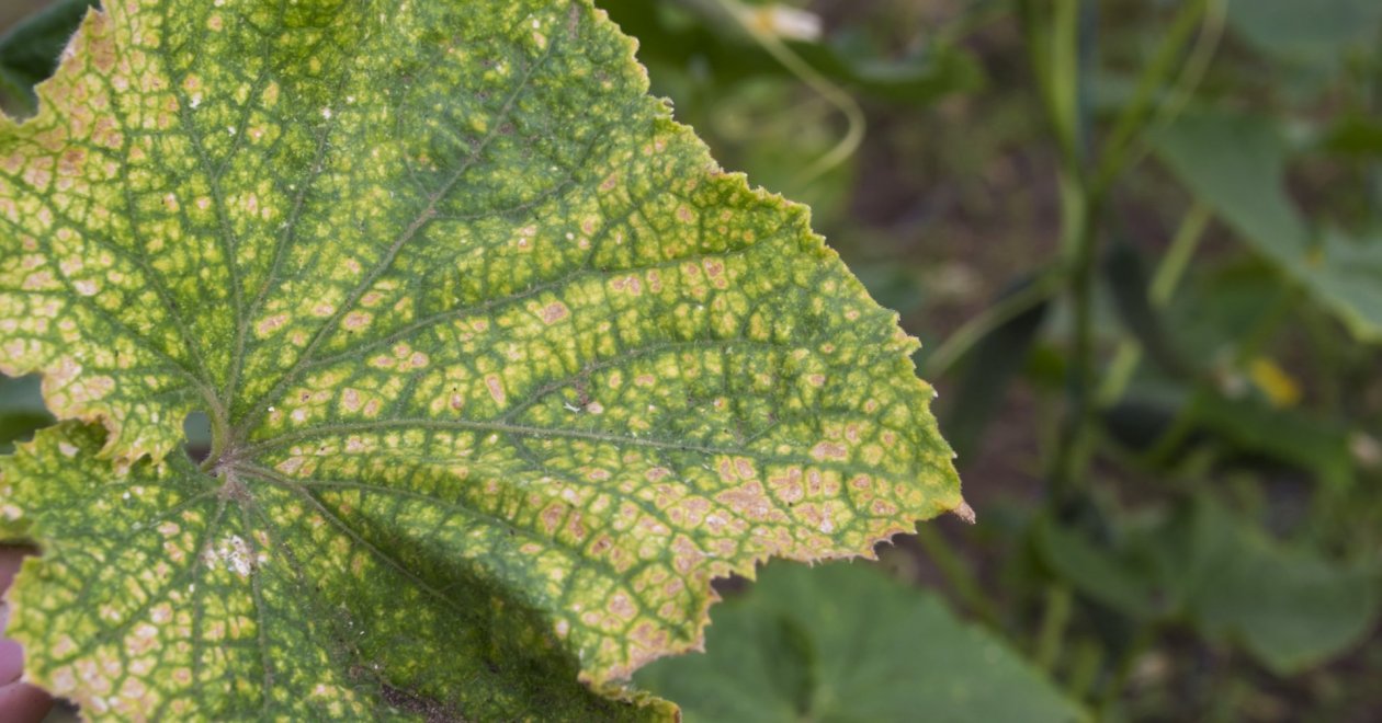 Uborkaperonoszpóra: Tünetek és védekezési módszerek