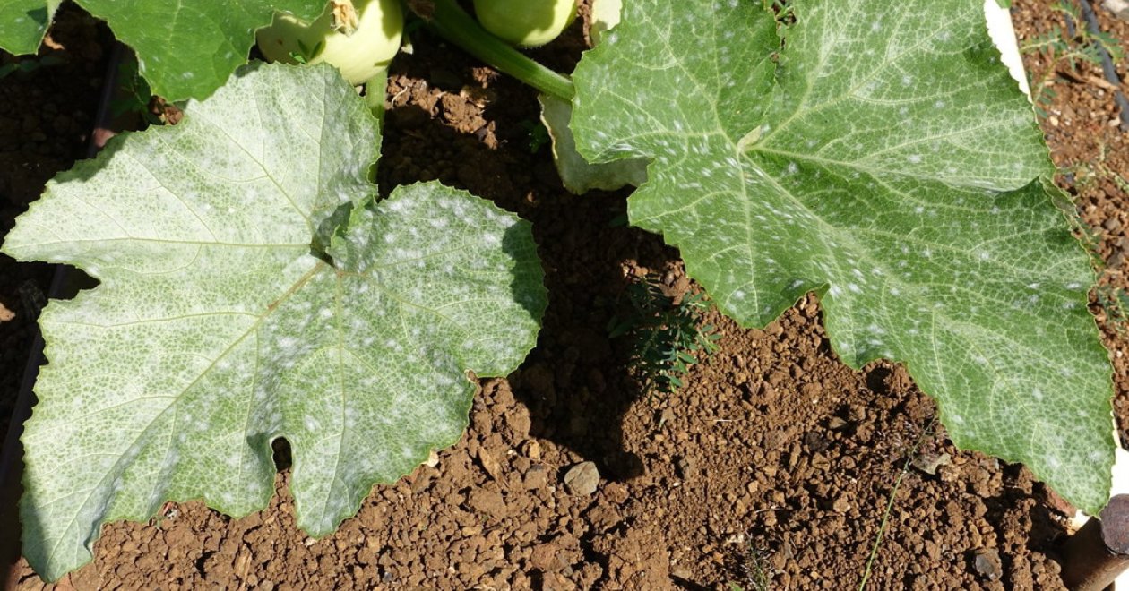 Miért fehéredik ki a cukkini levele? – Ez a 3 oka lehet!