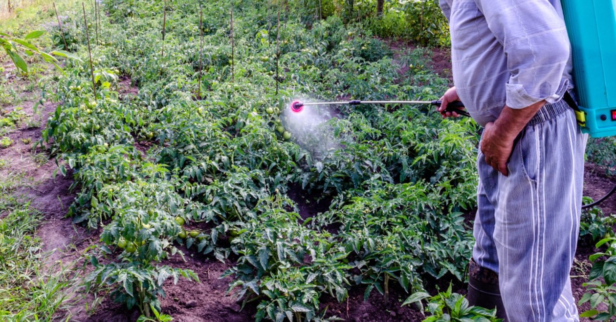 Filléres csodaszer – Készítsünk kalciumos levéltrágyát házilag! 