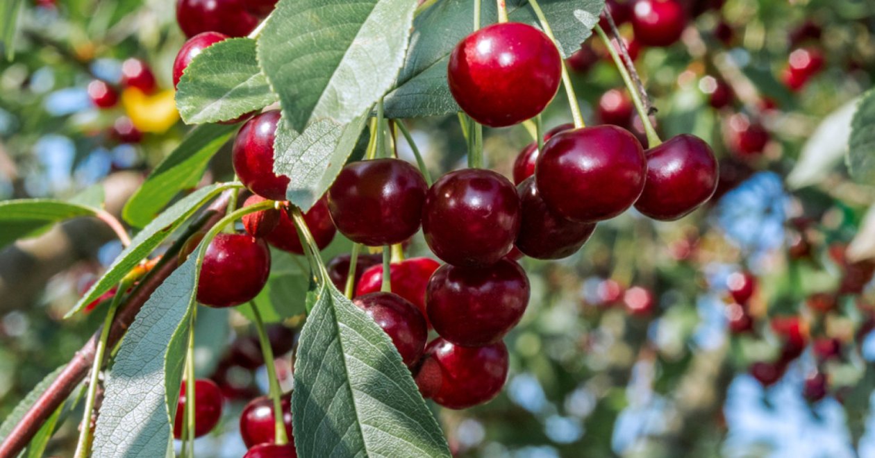 Cseresznyefa magról: így neveld otthon sikerrel