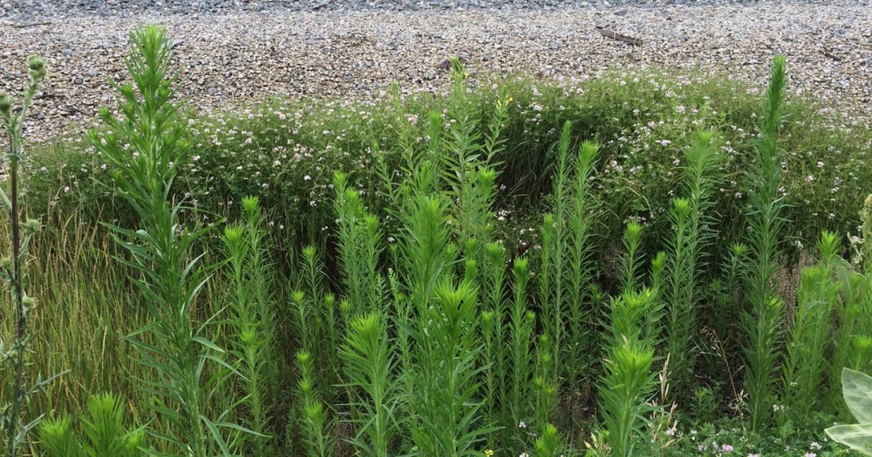 Az egész országban uralkodik a betyárkóró – Ezt tehetjük ellene! 