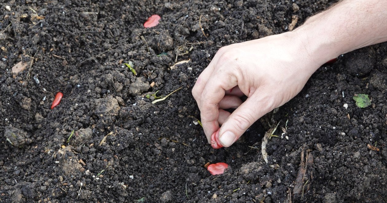 Másodvetés a kertben - Mutatom miket és hogyan ültess ilyenkor