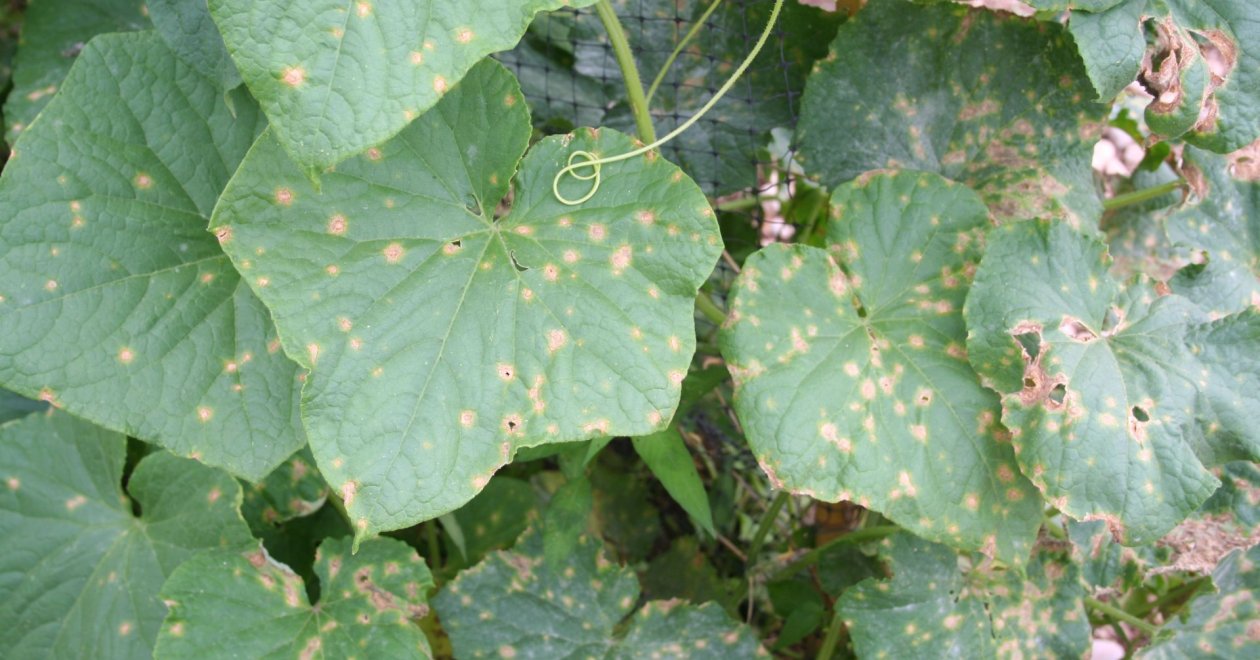 Foltos az uborka levél, mit tegyek? – az uborka baktériumos szögletes levélfoltossága
