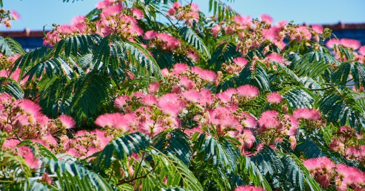 A faültetés trükkjei: 15 veszélyes és problémás fa, amit soha ne ültess a kertedbe!