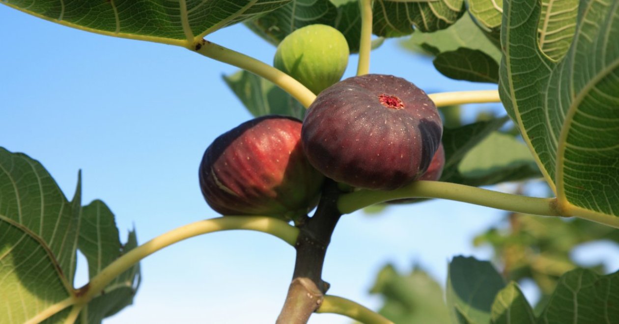 A füge gondozása a nyár vége felé: így varázsolj bőséges és zamatos termést