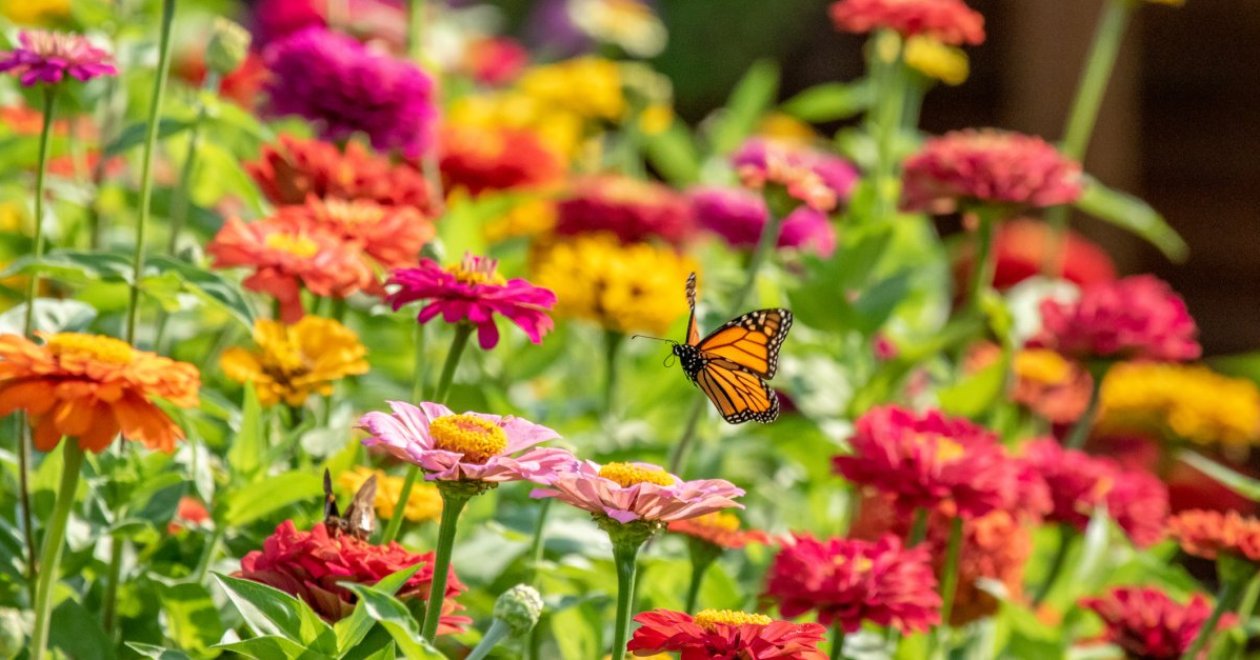 Színpompás nyári virágok: 15 növény, ami hosszú ideig színesíti a kertet