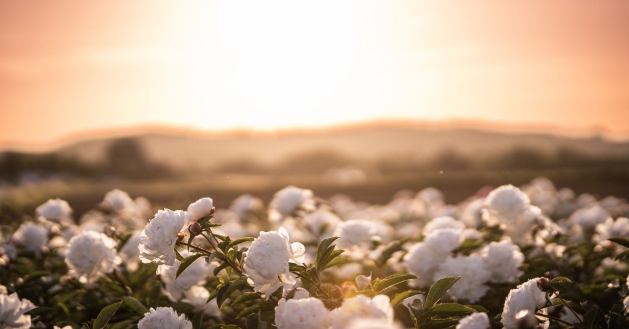 7 elbűvölő fehér virág, amelyek mesebelivé varázsolják kertedet