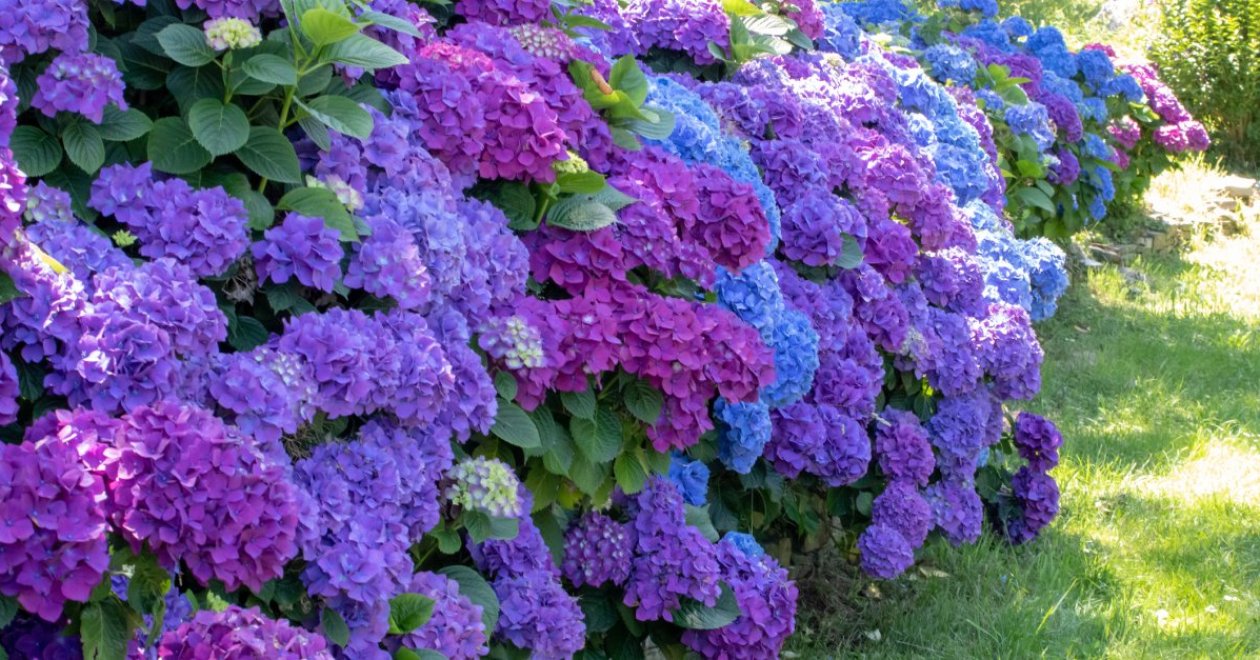 A kerti hortenzia metszése: ne hagyd ki a virágzás utáni igazítást