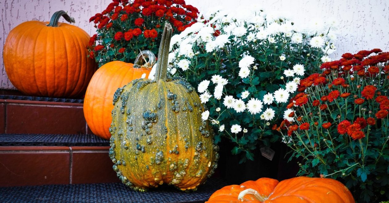 5 lenyűgöző őszi virág a veranda és terasz tökéletes dekorációjához