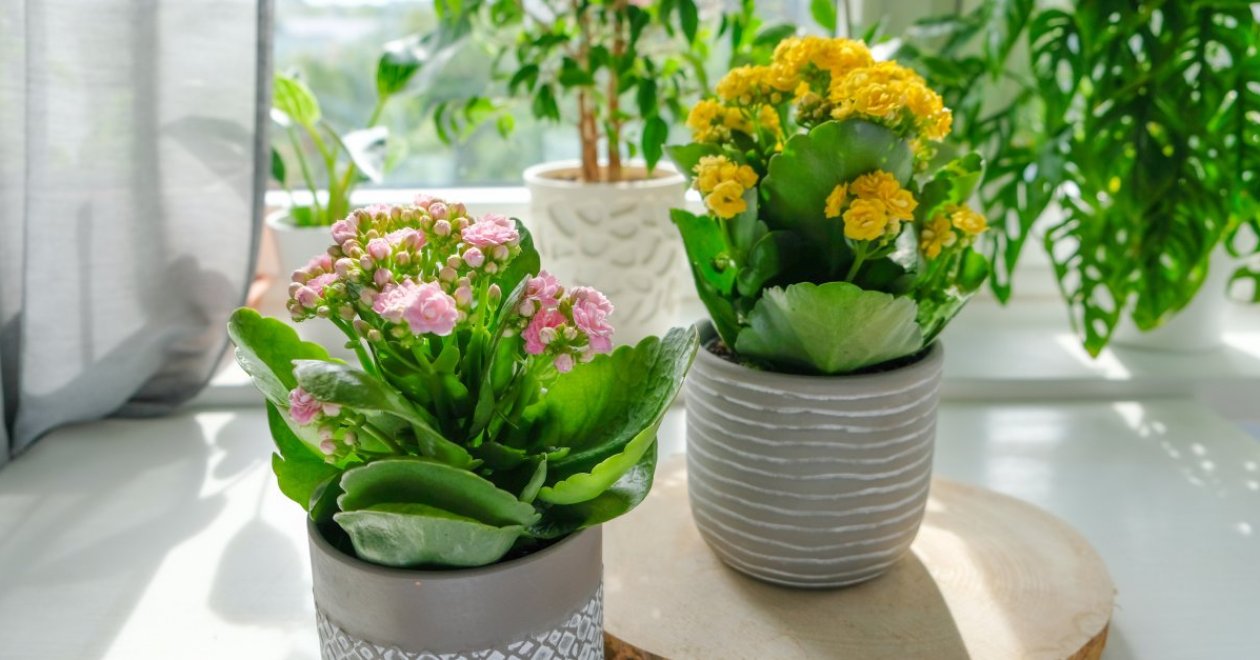 Kedvességükkel elbűvölnek: 5 varázslatos szobanövény és benti virág