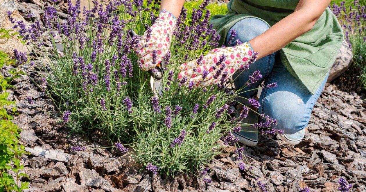 Ne feledd megmetszeni: tippek a levendula és rozmaring metszéséhez