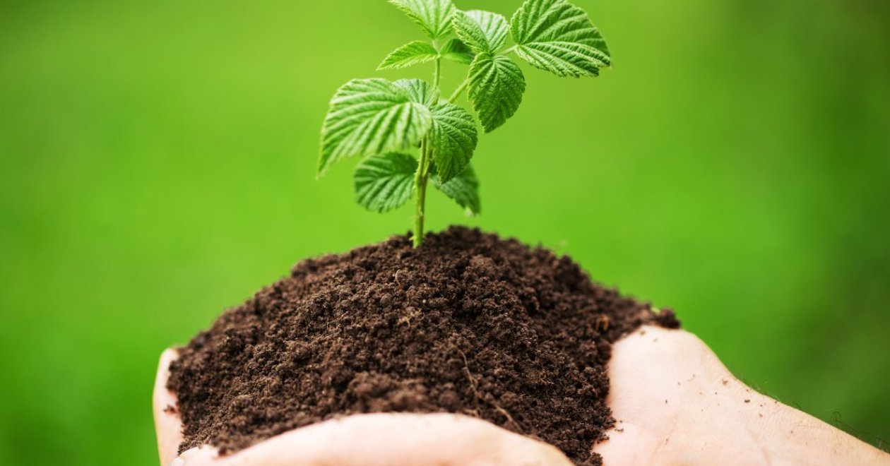 Málna ültetése - lépésről lépésre útmutató, hogy még ma elkezdhesd