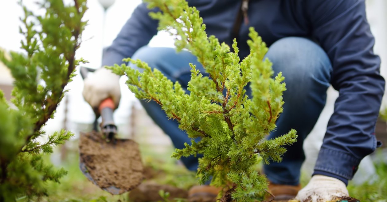 Ősszel a legjobb fát ültetni! Milyen fát érdemes ültetni ősszel? 