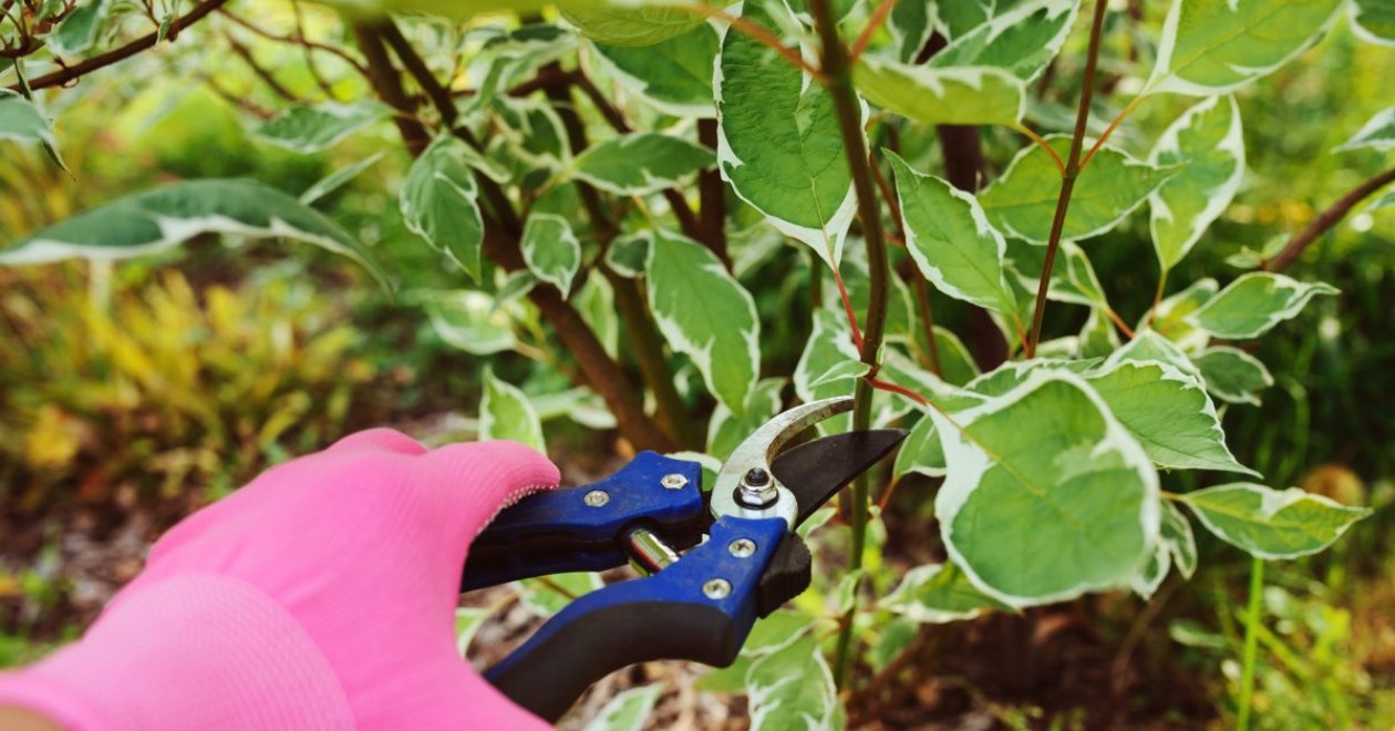 Itt az idő visszavágni az évelő cserjéket az egészséges növekedésért