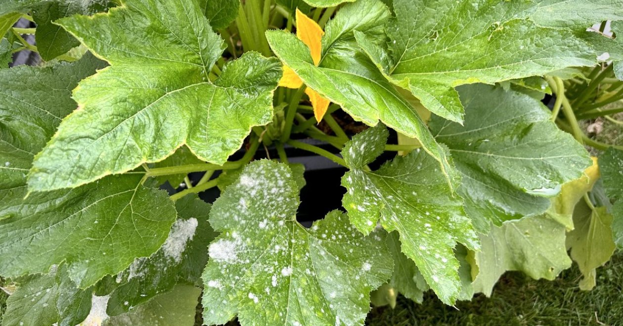 Szódabikarbónával a lisztharmat ellen: így mentheted meg cukkinijeidet