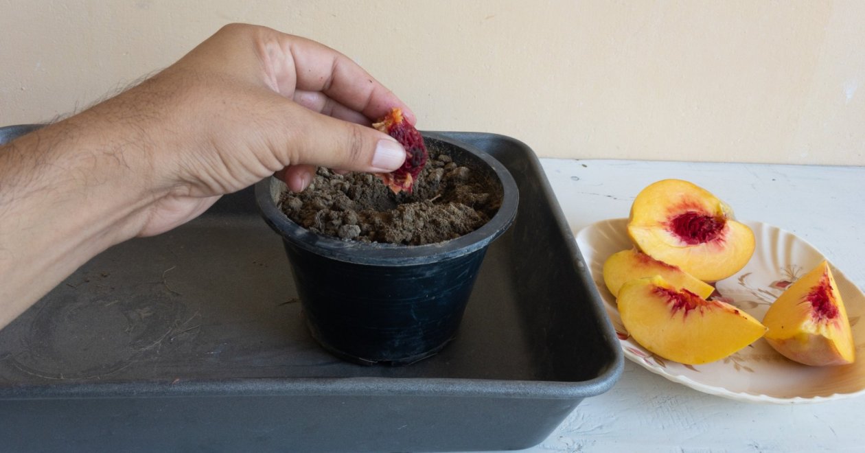 Barackfa ültetése magról