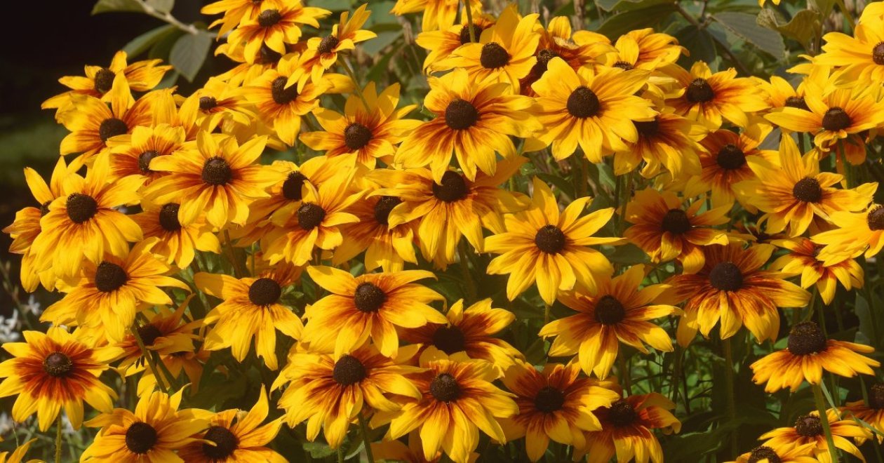 A borzas kúpvirág varázsa: így metszd és gondozd a dús virágzásért