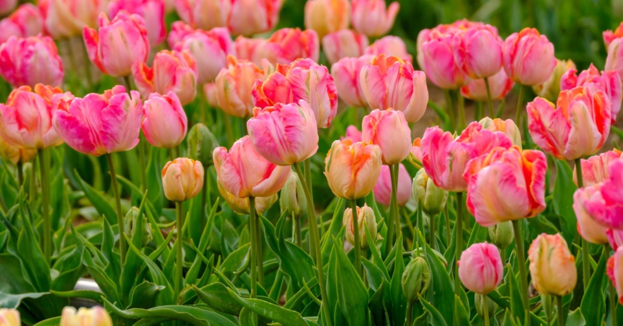 5 különleges tulipánhagyma, amit mos, ősszel kell elültetned