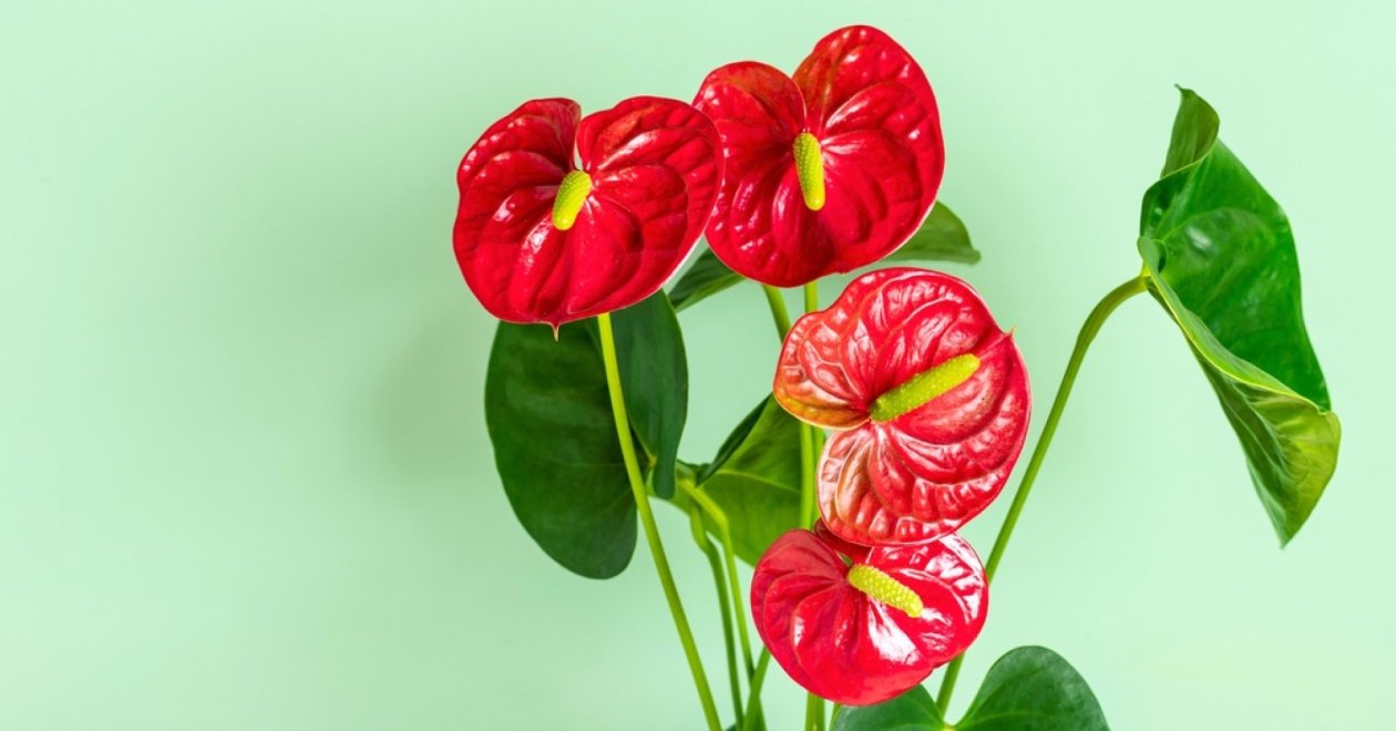 Elhervadt és fakó a flamingóvirágod? Íme néhány tipp a megmentéséhez