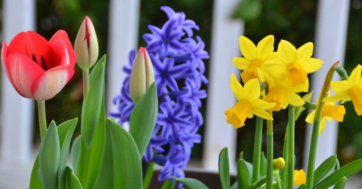 Ültesd el időben, hogy tavasszal virágozzon: tulipán, nárcisz, jácint