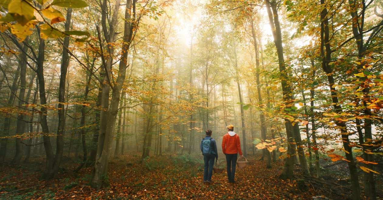 Varázslatos őszi erdők Magyarországon és Európában – ahol mesébe illő a színkavalkád