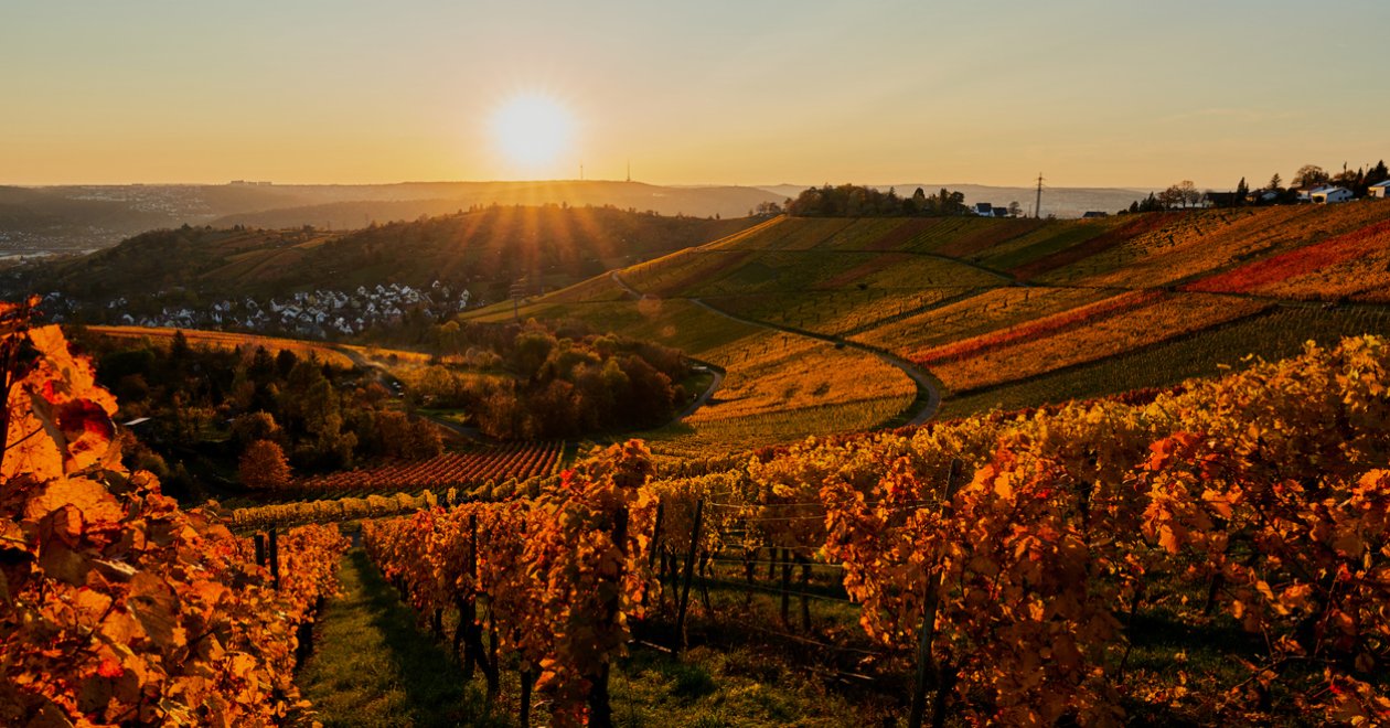 Őszi borozós élmények – kedvenc magyar pincészeteink
