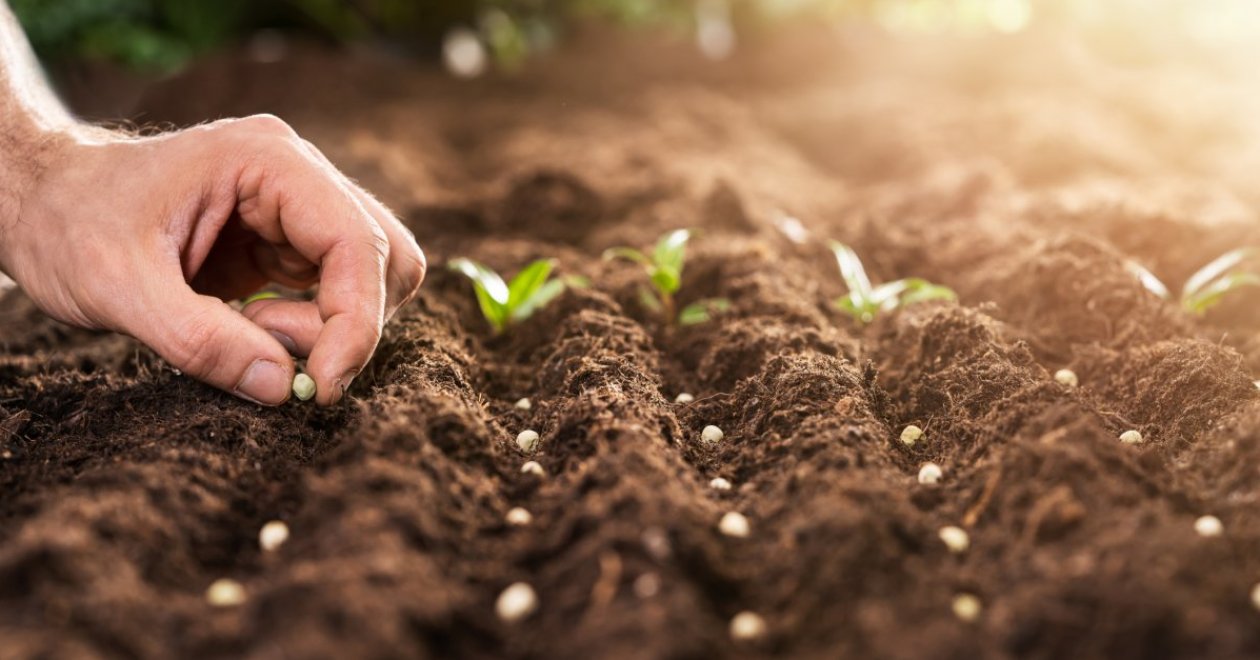 Őszi vetés a konyhakertben: zöldségek és a tél alá vetés jelentősége