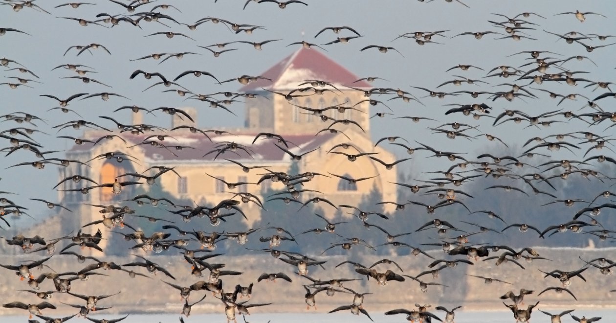 Tatai Vadlúd Sokadalom 2025 – Európa legnagyobb vadlúdünnepe az Öreg-tónál