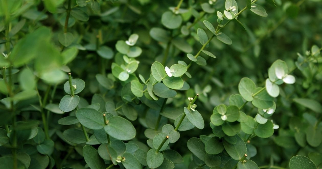 Minden, amit tudnod kell az eukaliptusz neveléséről és metszéséről