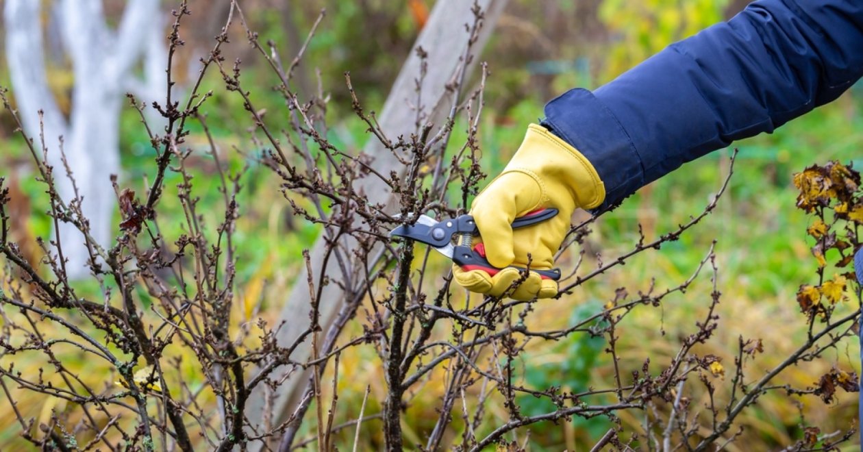 Egres és ribizli metszése októberben: Hogy jövőre is bőven teremjenek