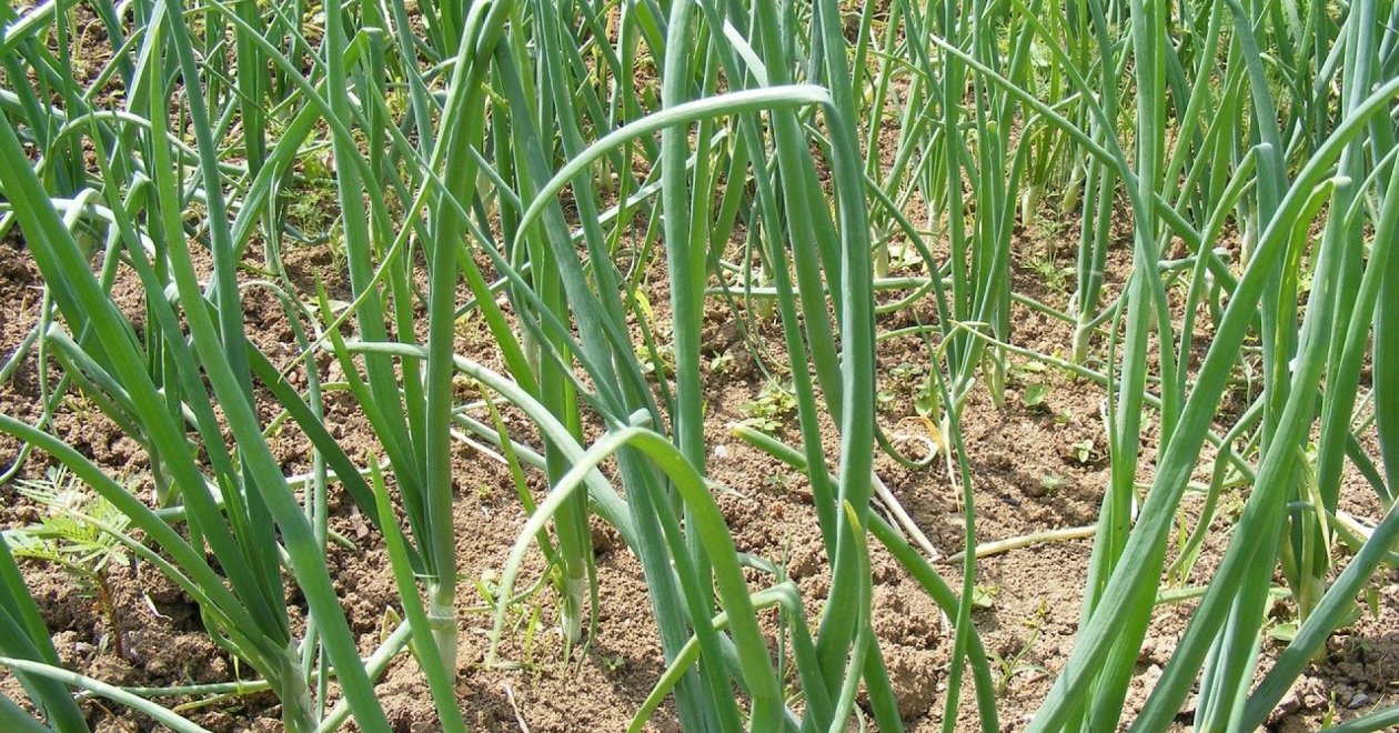 Hagymaültetés ősszel – Tippek/trükkök mindenkinek! 