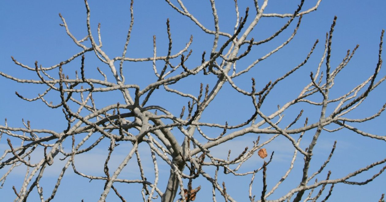 A fügefa metszése késő ősszel – szakértői tippek lépésről lépésre