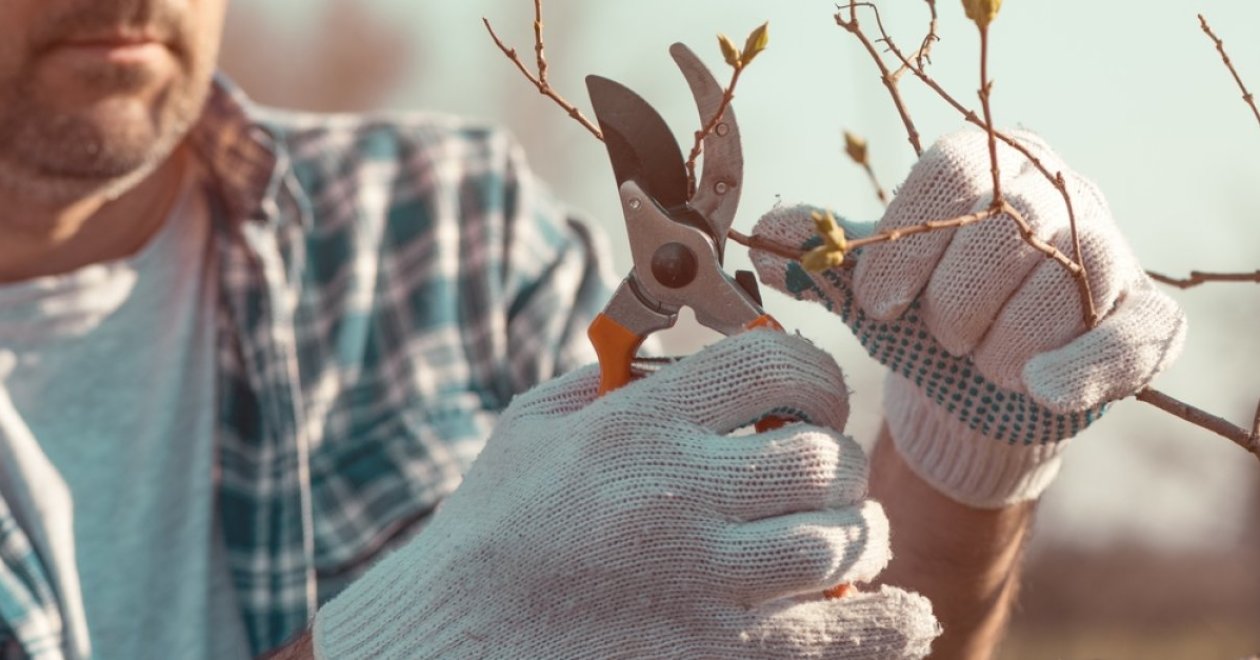 Szakszerű őszi metszés: Így gondozd okosan a meggy- és cseresznyefákat
