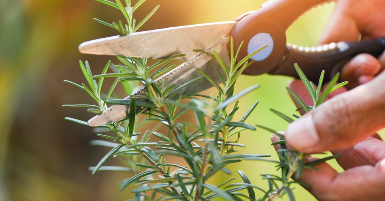 Októberi rozmaring metszés így frissítsd fel az elvirágzott szárakat