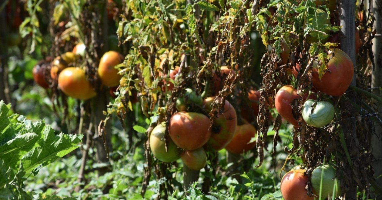 A paradicsom ágyások őszi rendberakása: ezt érdemes megcsinálnod most