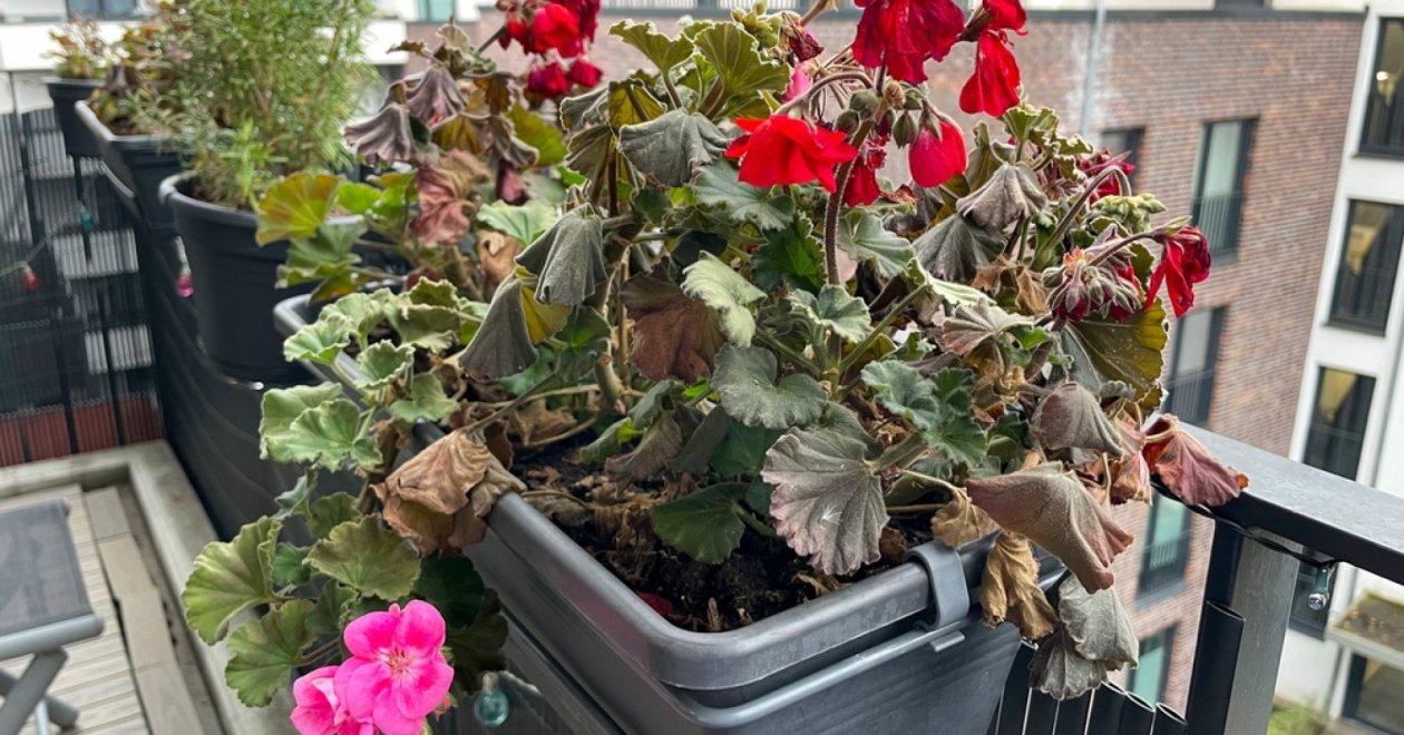 Beteg, elszáradt a gyönyörű muskátlid? Így mentheted meg egyszerűen