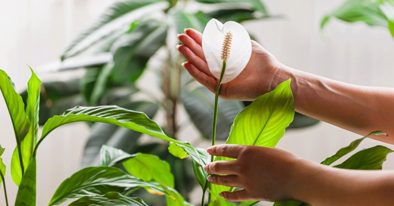 Hogyan ültessünk át egy vitorlavirágot? – Útmutató lépésről-lépésre