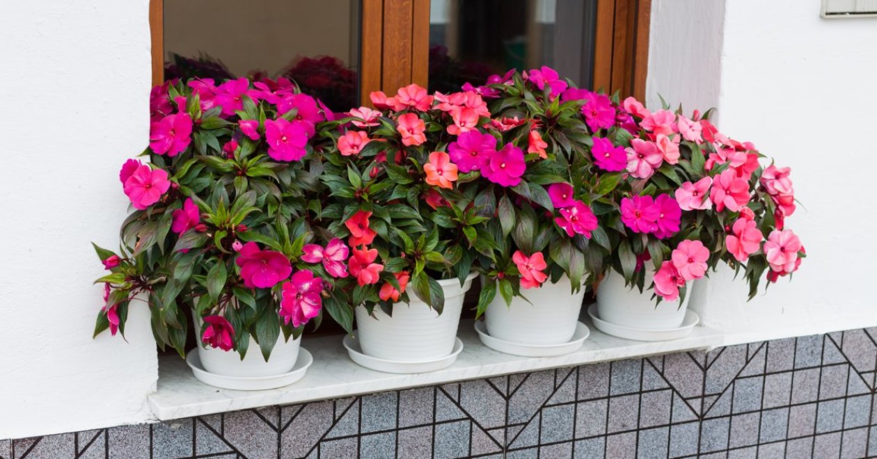 Ezek az őszi virágok mutatnak mesésen az ablakban a muskátli helyén