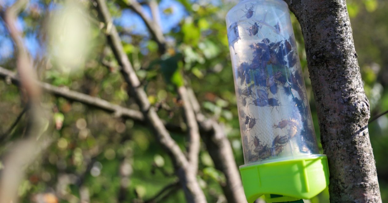 Poloskacsapdák készítése házilag - Bevált módszerek mindenkinek!