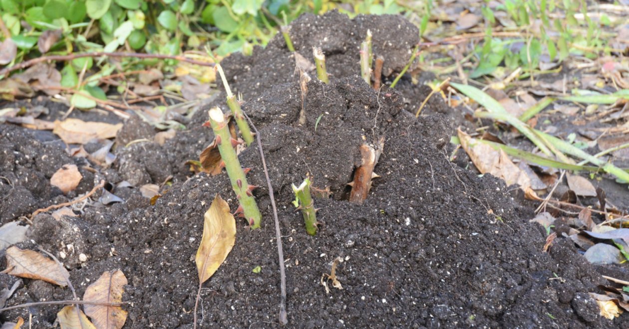 Októberi kerti teendőink: védjük meg a rózsa gyökereit ezzel a trükkel