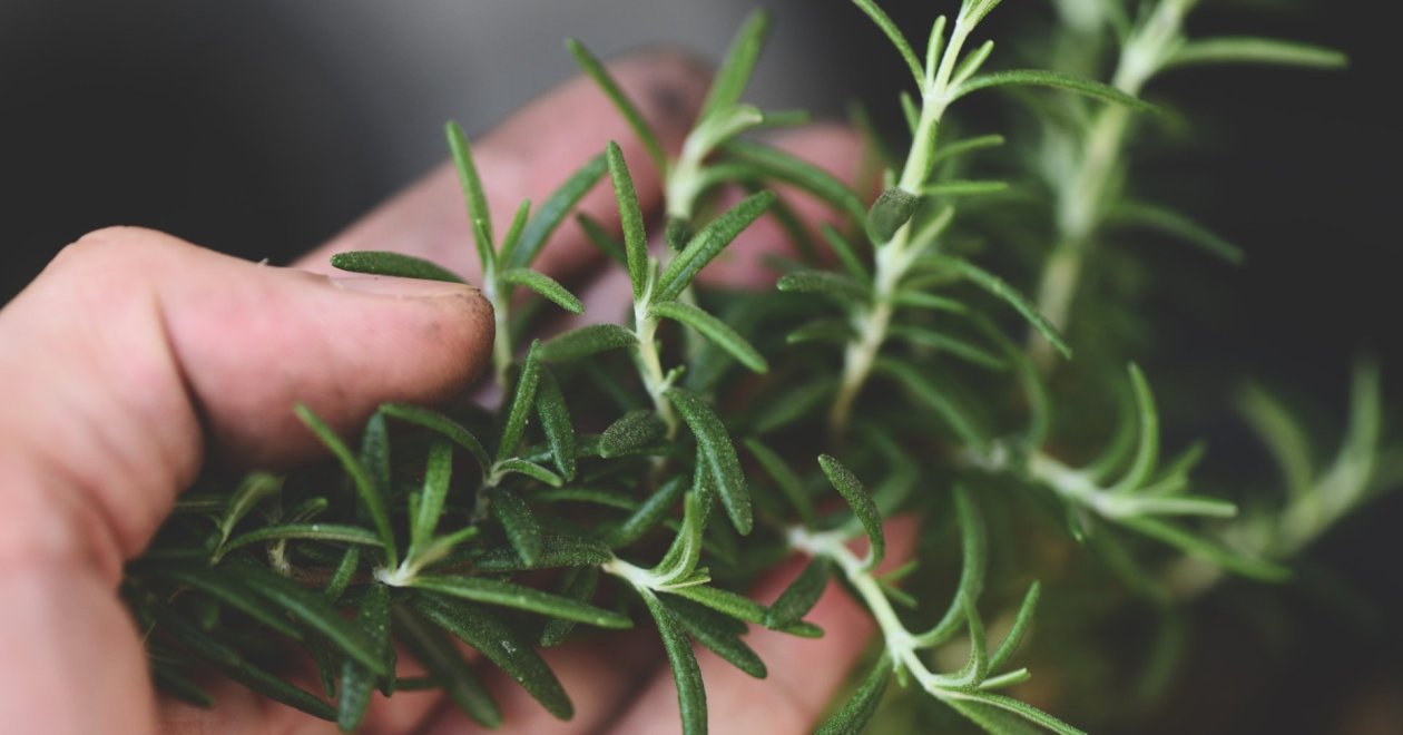Az ezerarcú rozmaring szuper hatásai a szervezetünkre