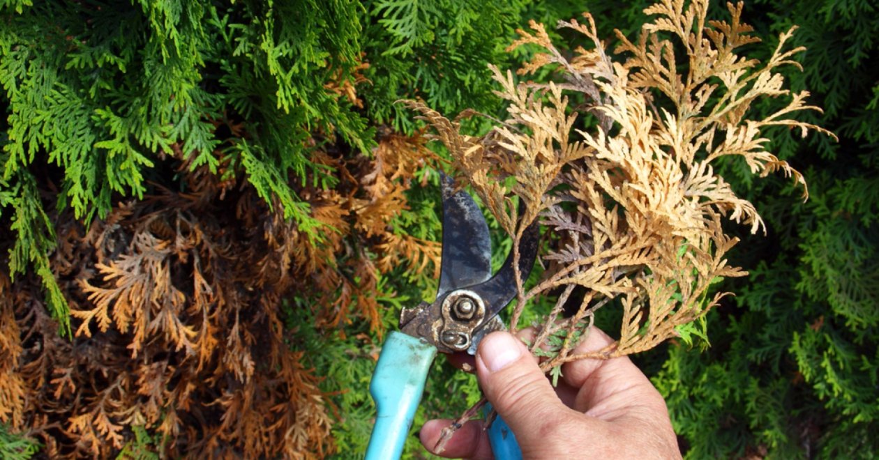 Így metszd meg ősszel a tuját, hogy dús és egészséges legyen