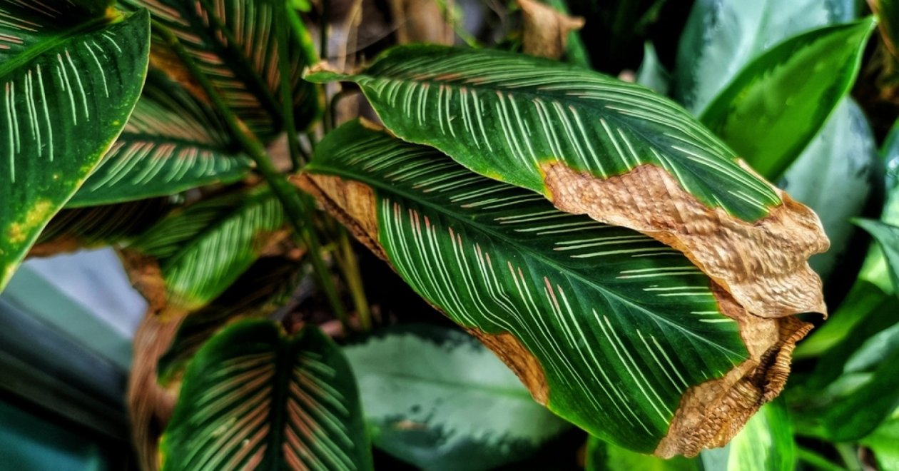 Barnulnak növényeid levélszélei? Tudd meg, miért és hogyan kezeld