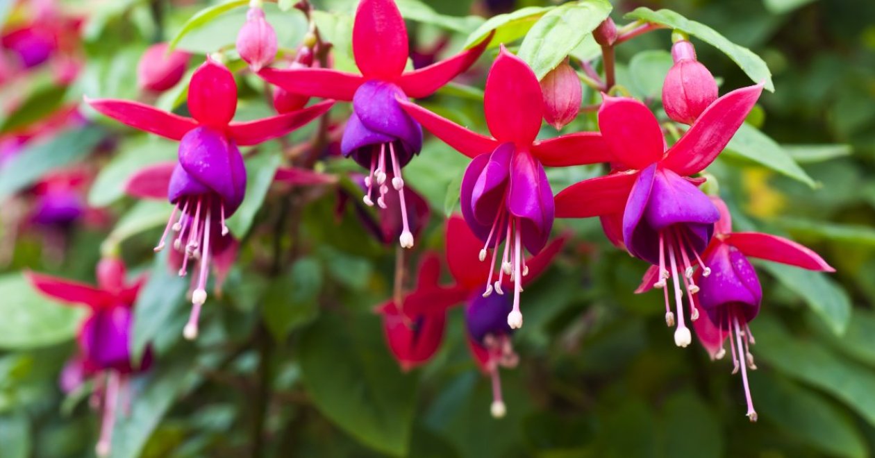 Őszi virágmentés: 4 csodás virág, amit a fagyok előtt be kell vinned