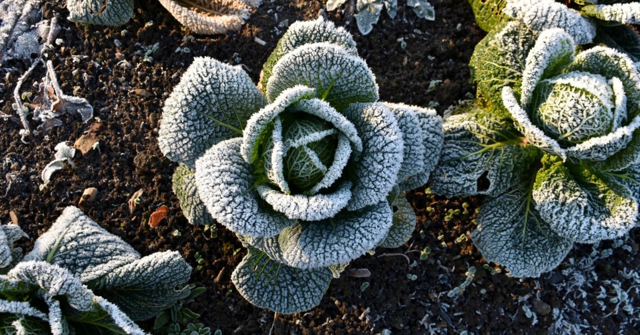 5 zöldség, amit még novemberben is elültethetsz: a késő őszi vetemény