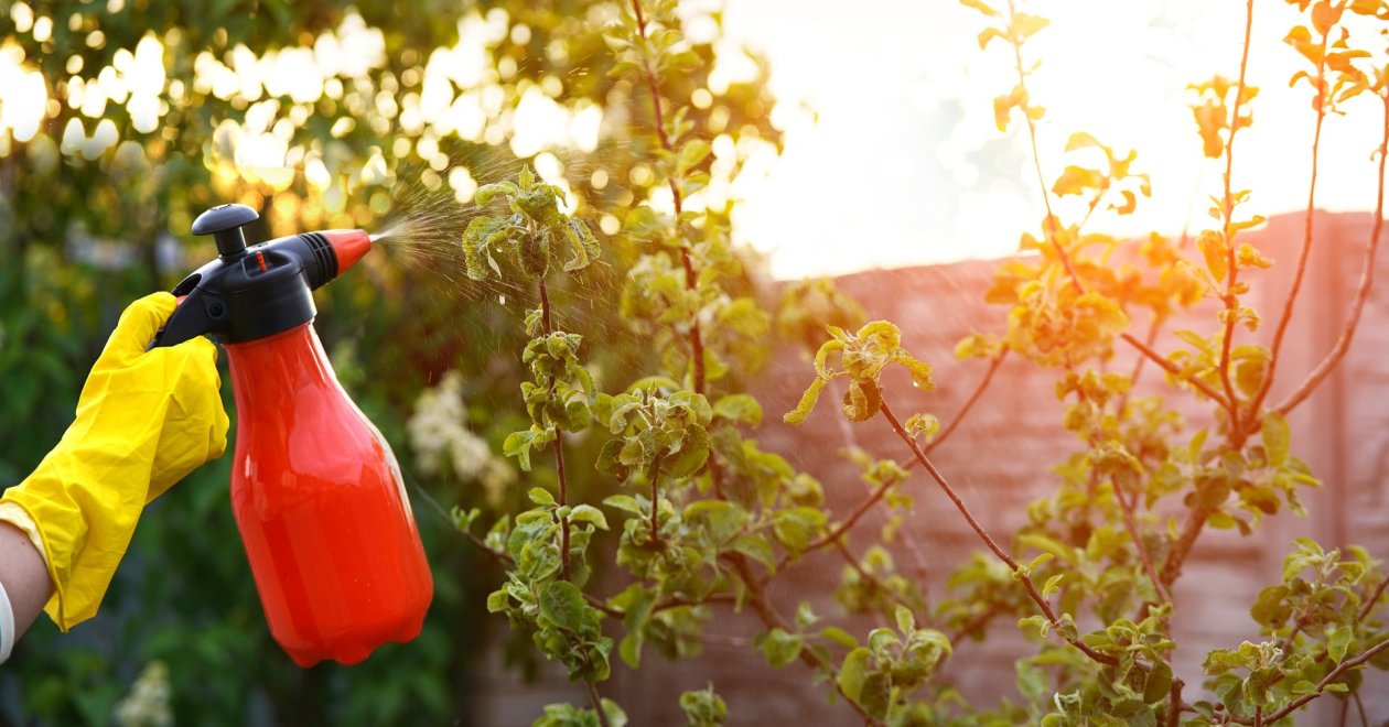 5 gyümölcsfa, amit sosem kell permetezni mégis csodás termést hoz!