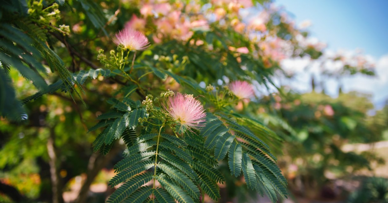 Gyorsan megnövő fák a kertedbe, amik mihamarabb árnyékot adnak