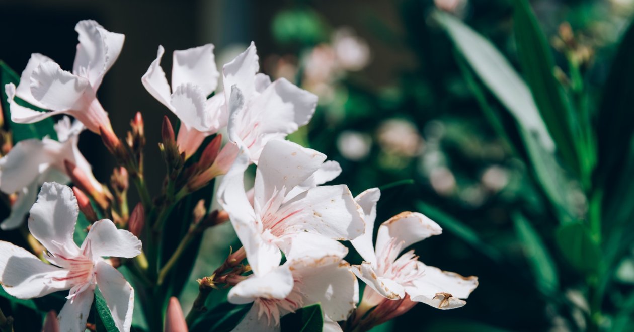 A leander gondozása teleltetés előtt: így készülj fel a hidegre