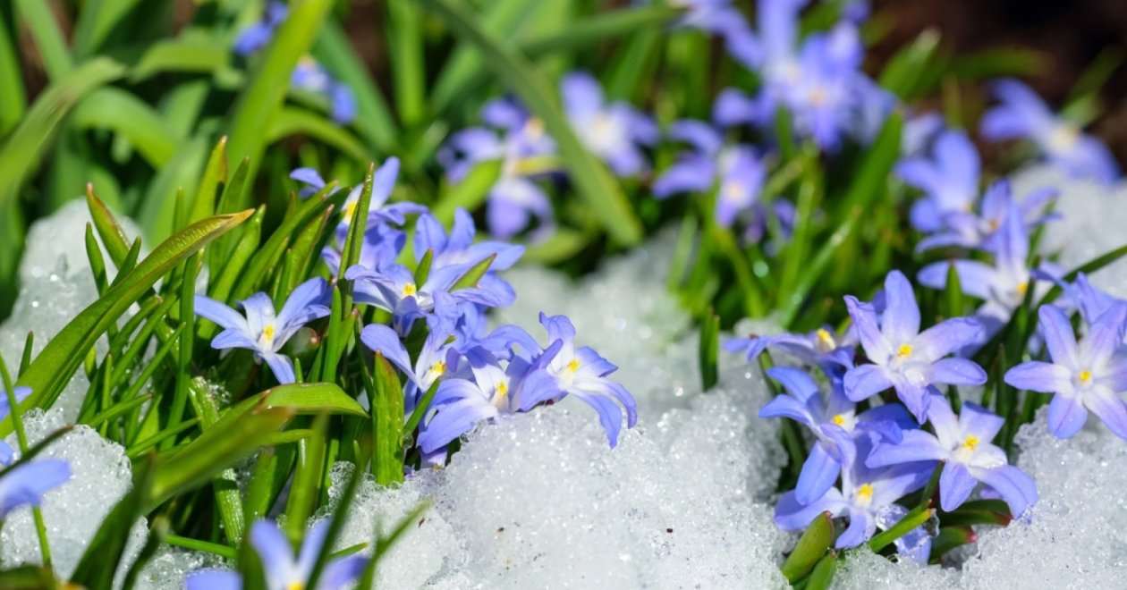 7 téli virág, ami az év leghidegebb hónapjaiban is virágzik